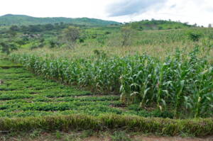 Agriculture Information Navigating the Modern Landscape