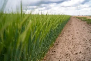 Agronomy for Sustainable Development Cultivating a Greener Future