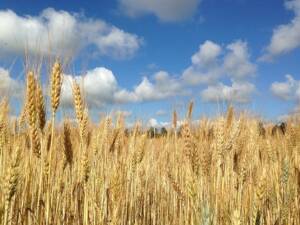 Exploring the World of Wheat Cultivation A Beginners Guide2024