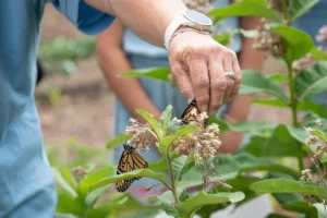 Natural Pest Control Methods in Agriculture A Comprehensive Guide