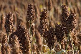 Discover the Benefits of Common Millet - Your Ultimate Guide