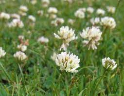 Discover the Benefits of White Clover Uses Growing Tips More