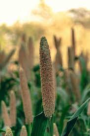 Discover the Health Benefits of Bulrush Millet  Cooking Tips Included