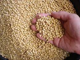 Exploring the World of Soybeans From Yield to Prices