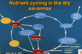 Nutrient Cycling Understanding Nature Recycling System