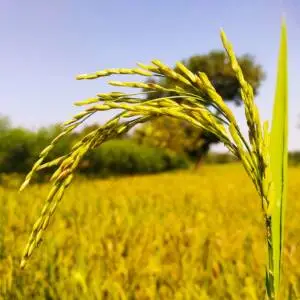 Paddy Crop