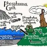 Phosphorus Cycle