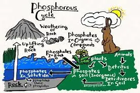 Phosphorus Cycle