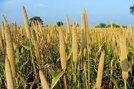 Rabi Crops in India