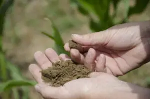 Soil Nutrients for Agriculture