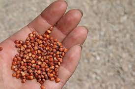 Discover the Benefits of Sorghum Seed: A Comprehensive Guide