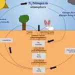 Understanding Nitrogen Cycling Importance and Processes