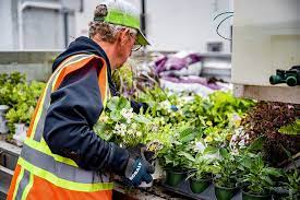 Unveiling the Benefits of Green Manure for Healthier Soil and Vibrant Gardens