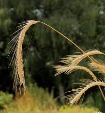 discover the benefits of rye grain beginners