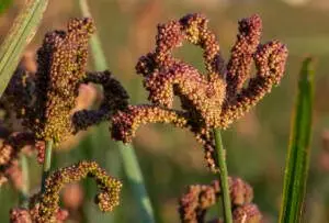 finger millet