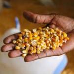 Ganga Kaveri Maize Seeds