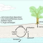 Nitrogen and Phosphorus Fertilizers