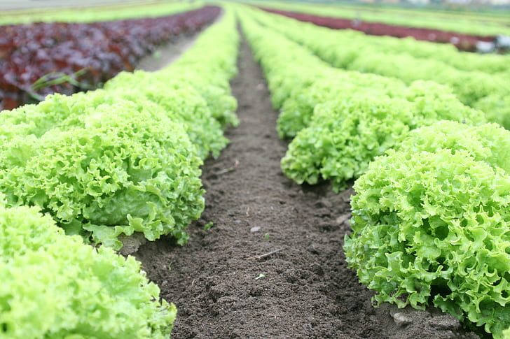 Sustainable agriculture and organic farming differences