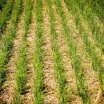 Understanding Cover Crops Benefits and Uses