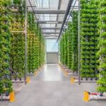 Vertical Farming 1