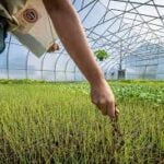 Organic Fertilizers vs Chemical Fertilizers