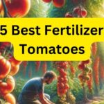 Top 5 Best Fertilizers for Tomatoes