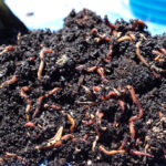 Guide to Using Vermicompost for All Fruits